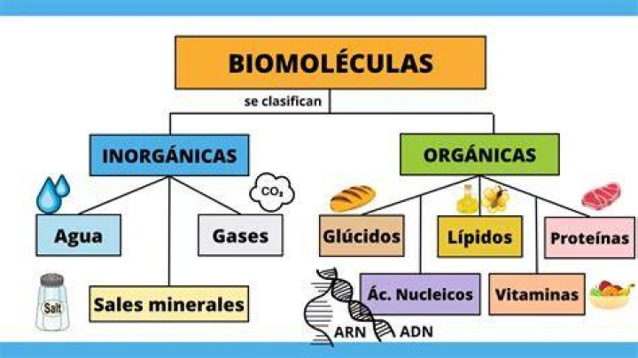 Biomoleculas Organicas E
