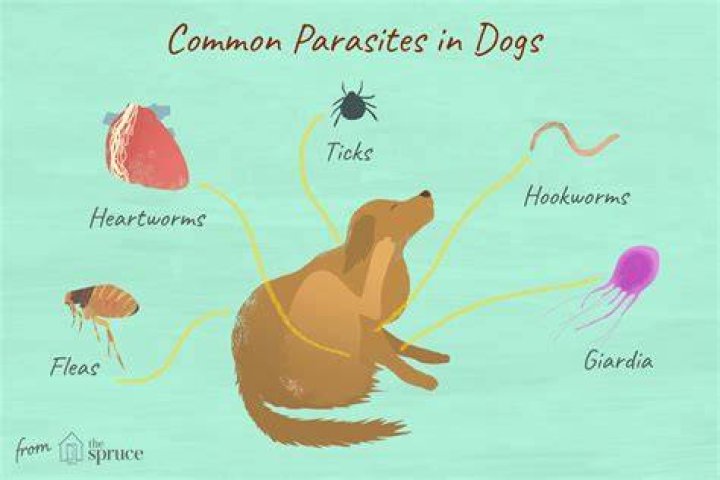 Can Parasites From A Dog Be Transmitted To A Human