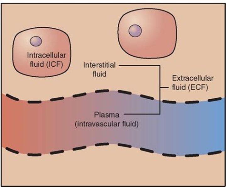Extracellular fluid; Interstitial Fluid