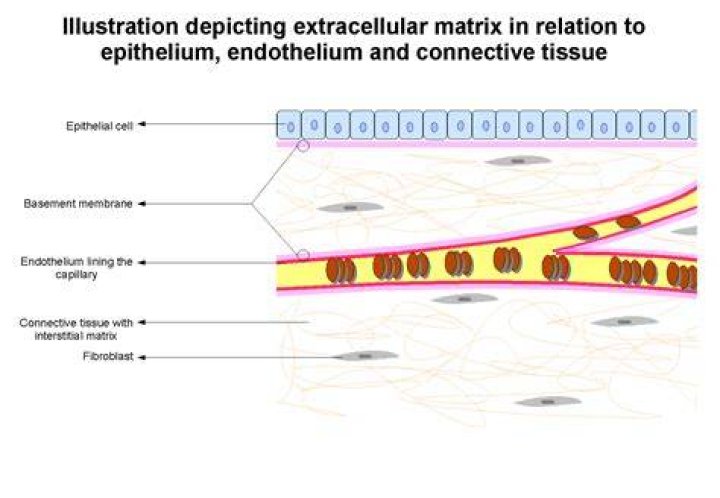 Extracellular matrix wikidoc