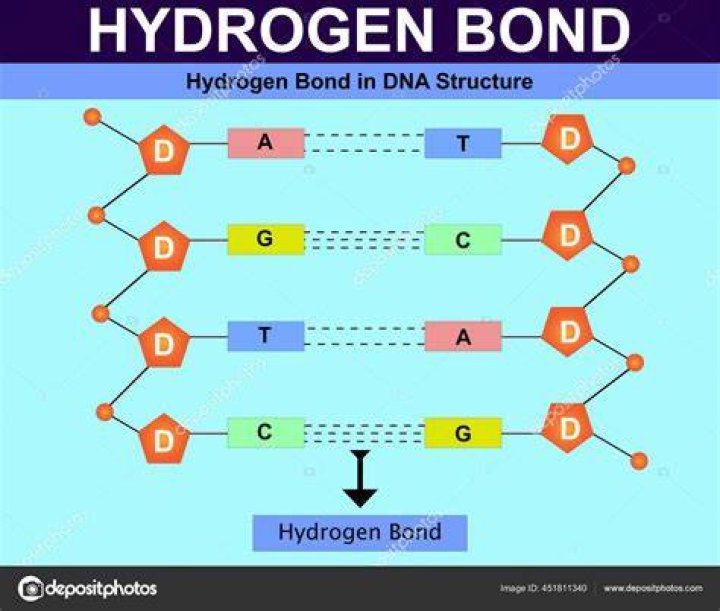 Hydrogen Bond Dna Structure Hydrogen Bond Structure Dna Stock Vector by