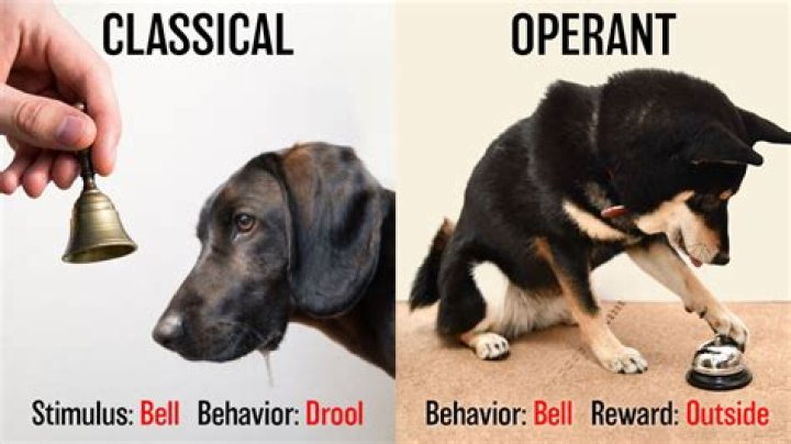 Key Difference Between Classical & Operant Conditioning YourDictionary