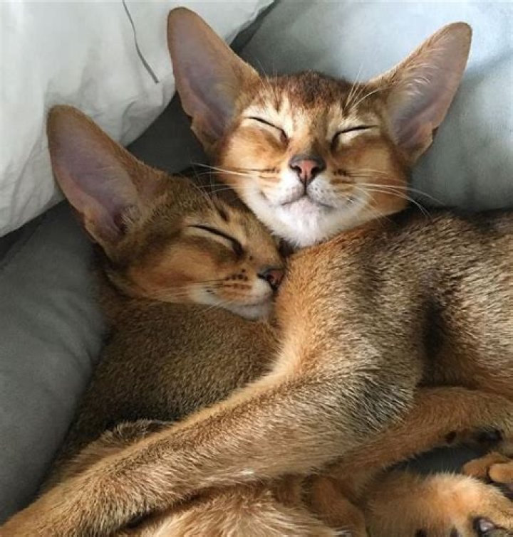 Pin on Cats