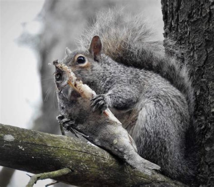 Squirrel eats fish r/natureismetal